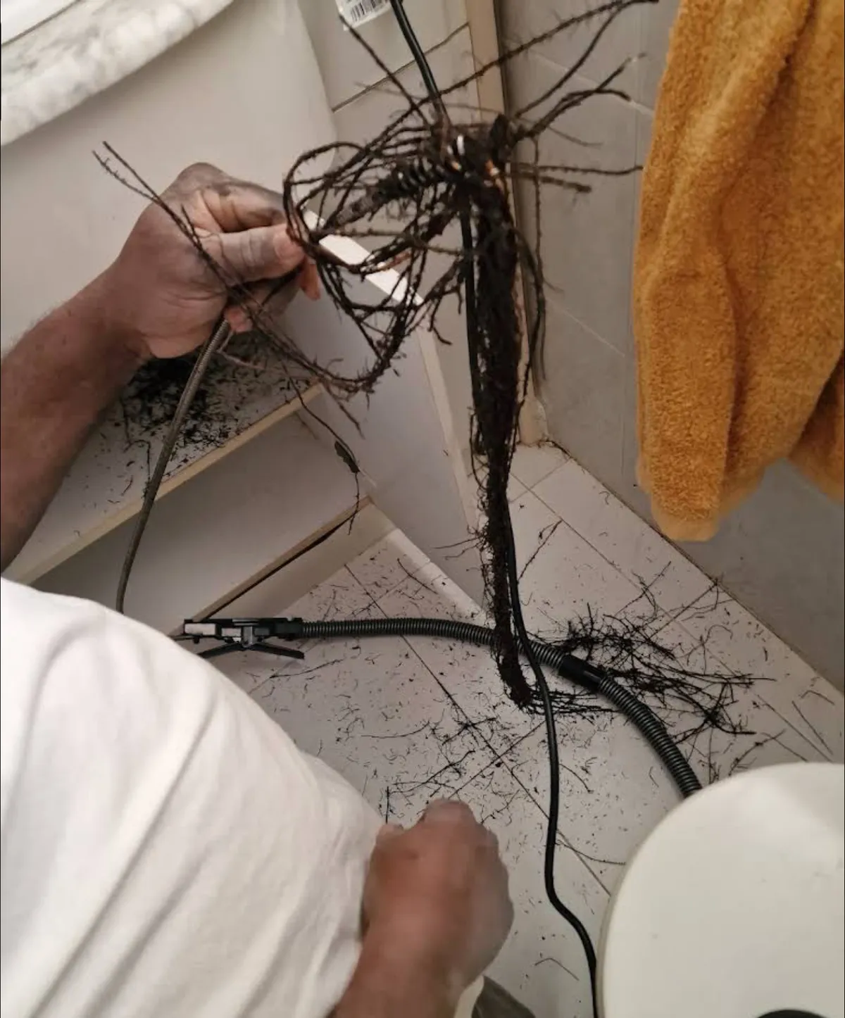 Raíces extraídas de un desagüe por un técnico de GMAS, con la máquina de desatasco